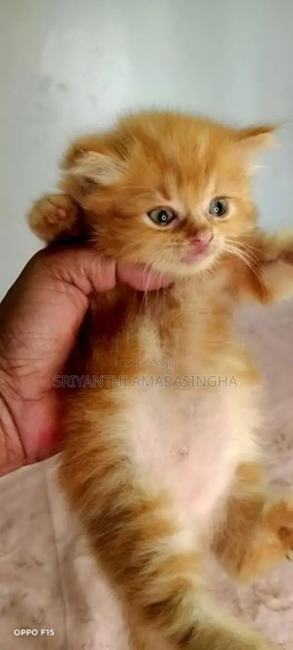 Persian cats