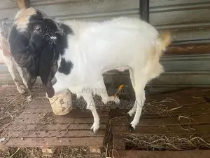 Male Goat