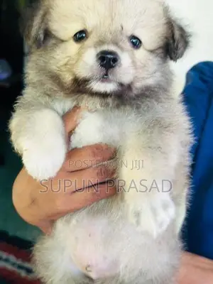 Pomeranian Dog