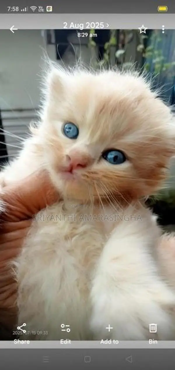 Persian cats