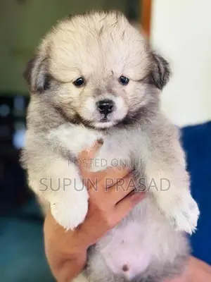 Pomeranian Dog