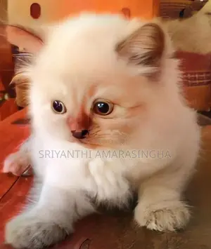 Persian cats