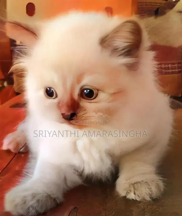 Persian cats