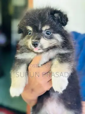 Pomeranian Dog