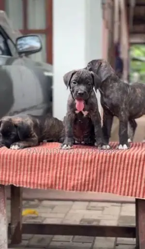 Cane Corso Puppy