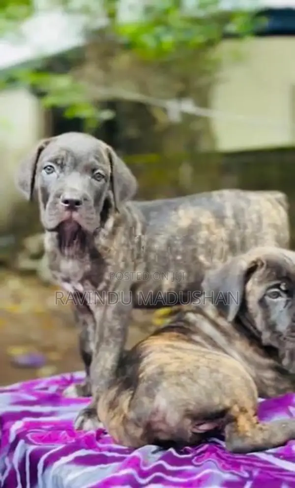 Cane Corso Puppy