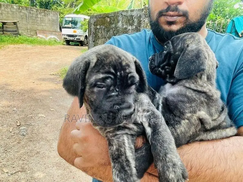Cane Corso Puppy