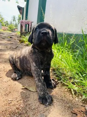 Cane Corso Puppy