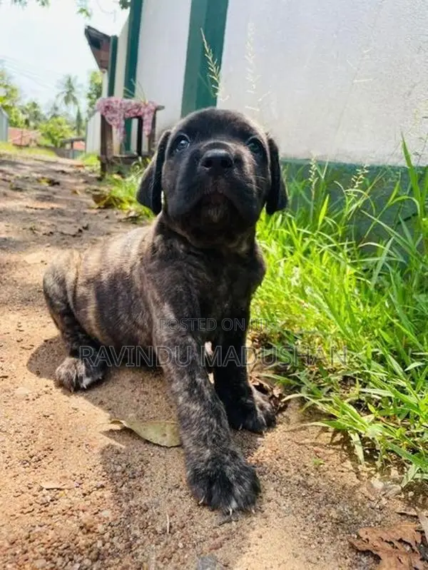 Cane Corso Puppy