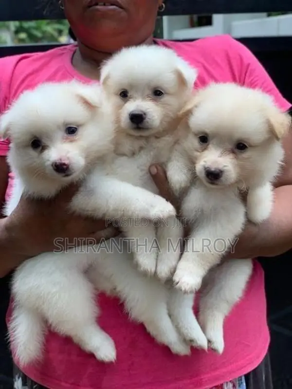 Lion Pomeranian Puppies