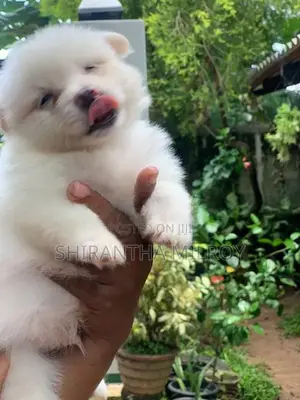 Lion Pomeranian Puppies