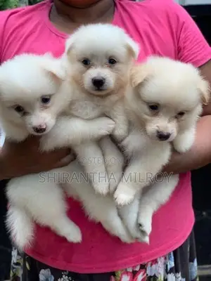 Lion Pomeranian Puppies
