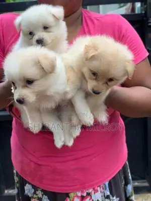 Lion Pomeranian Puppies