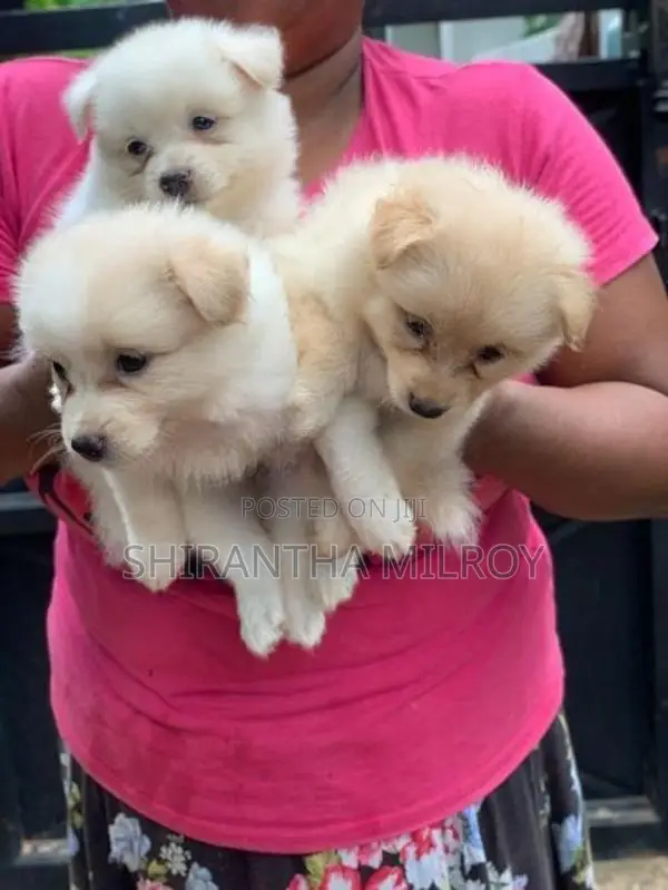 Lion Pomeranian Puppies