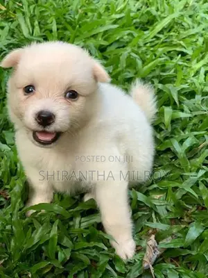 Lion Pomeranian Puppies