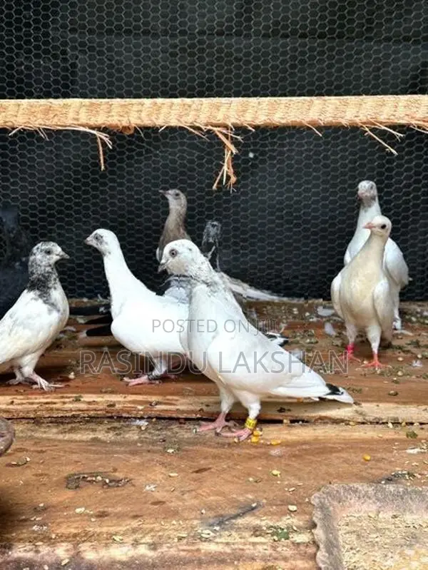 Pigeon