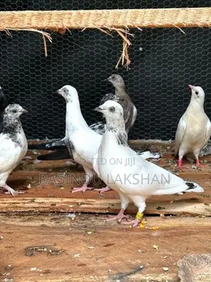 Pigeon