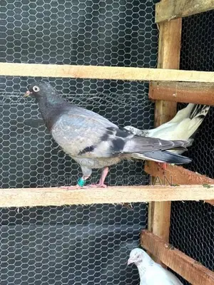 Pigeon