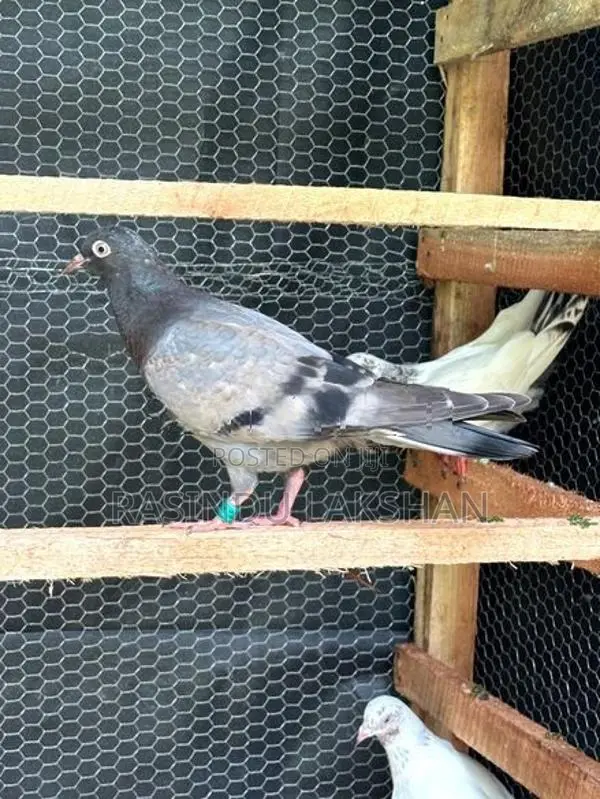 Pigeon