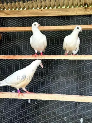 Pigeon