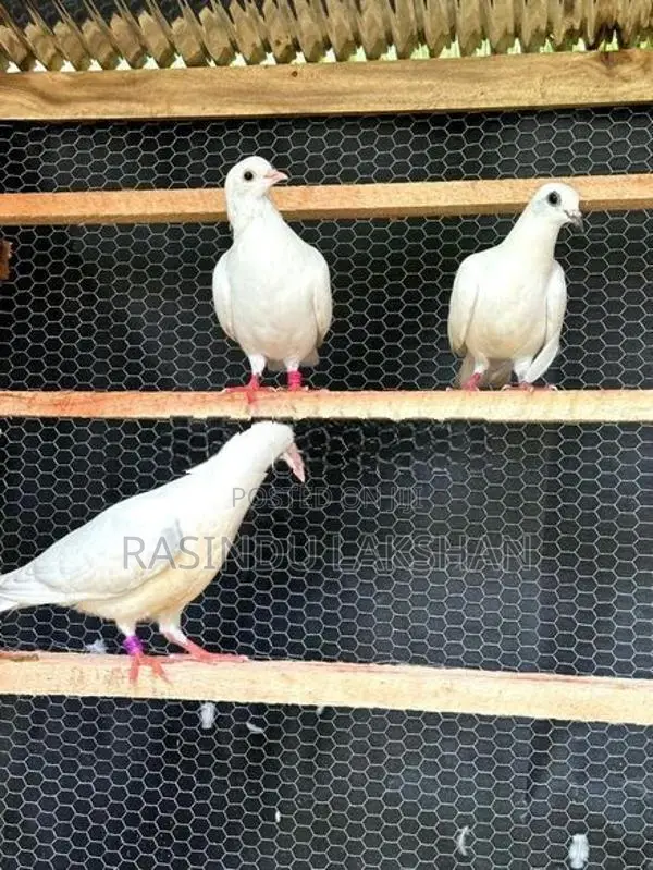 Pigeon