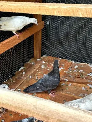 Pigeon