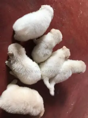 Pomanariyan Puppies