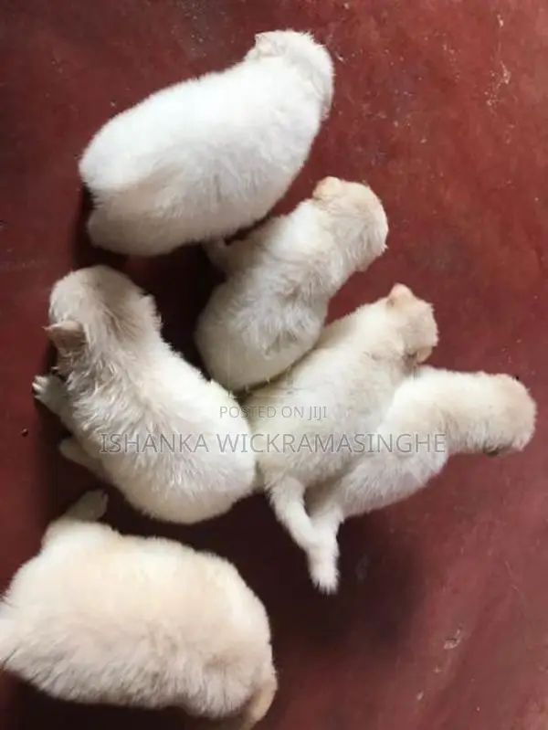Pomanariyan Puppies