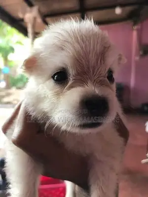 Pomanariyan Puppies