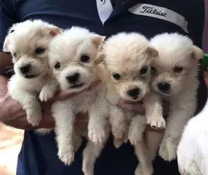 Pomanariyan Puppies