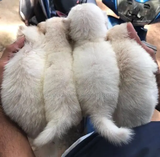 Pomanariyan Puppies