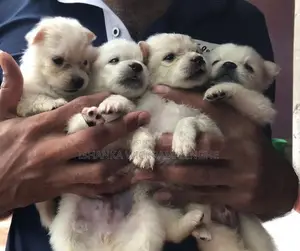 Pomanariyan Puppies