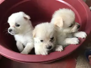 Lion Pomeranian Puppies