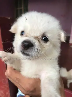 Lion Pomeranian Puppies