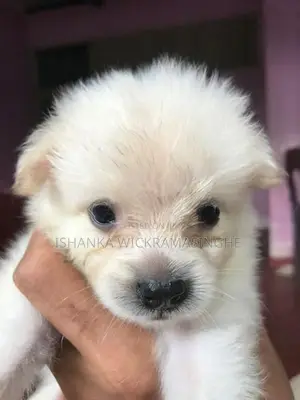 Lion Pomeranian Puppies