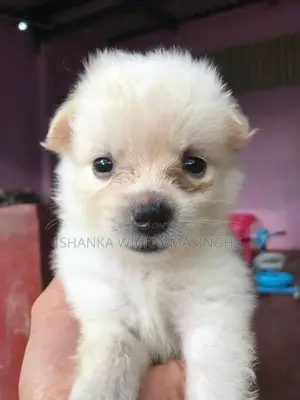 Lion Pomeranian Puppies