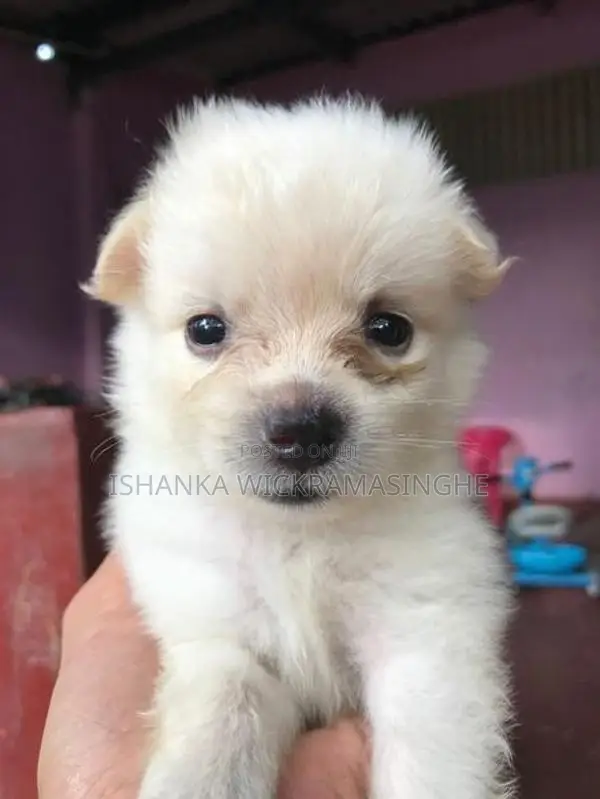 Lion Pomeranian Puppies