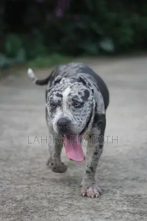 American Bully Dog