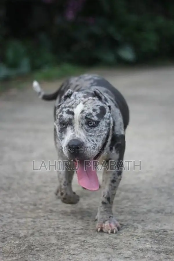American Bully Dog