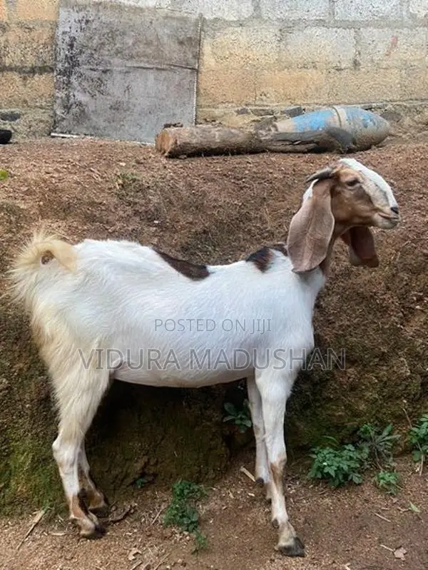 Farm Goat
