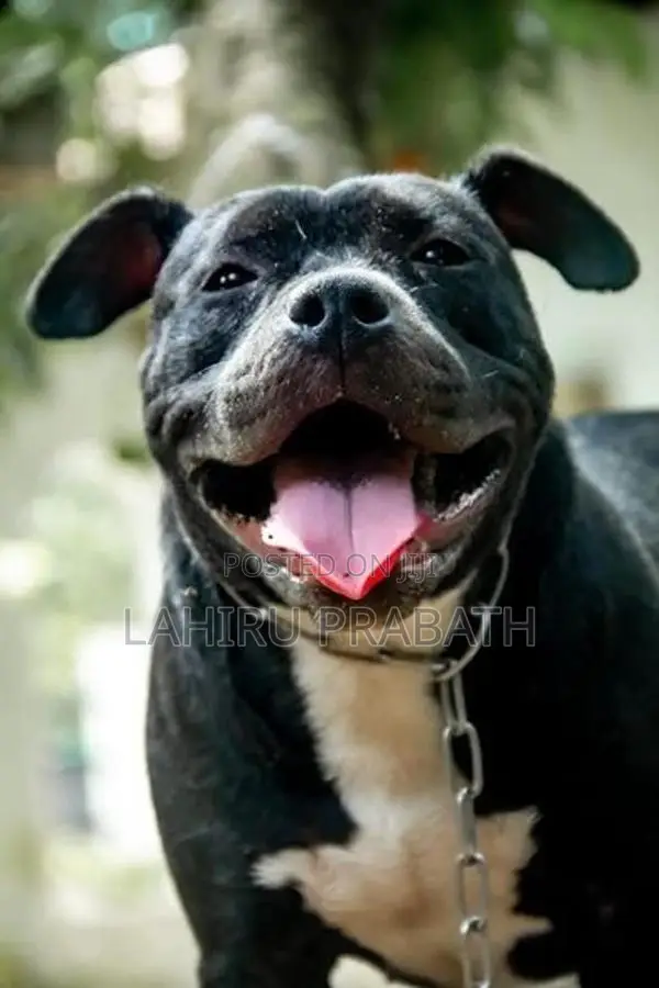 American Bully Dog