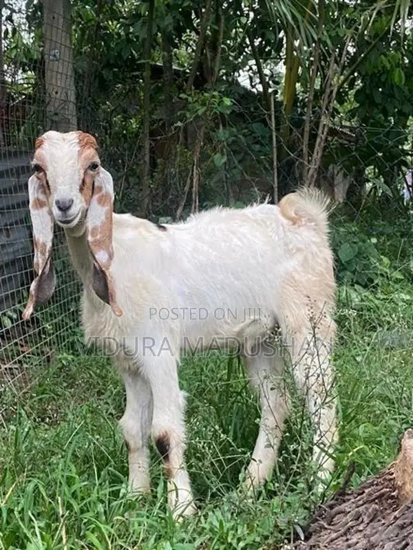 Farm Goat