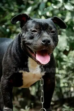 American Bully Dog