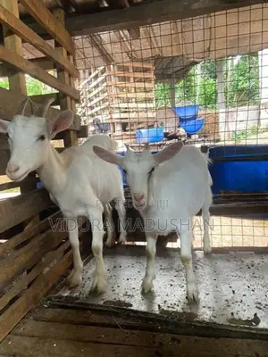 Farm Goat