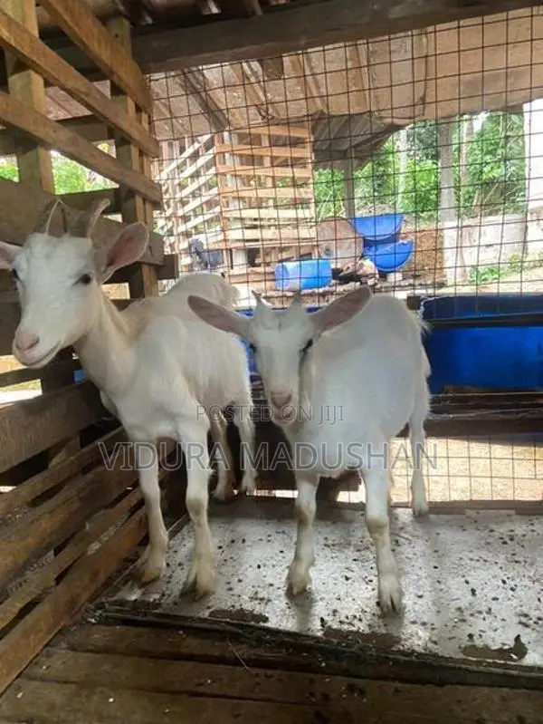 Farm Goat