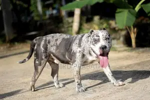 American Bully Dog