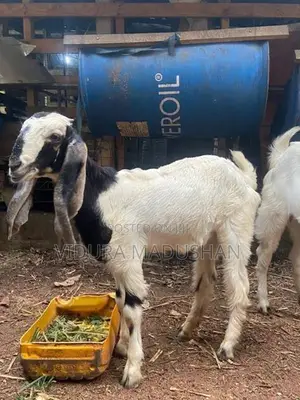 Farm Goat