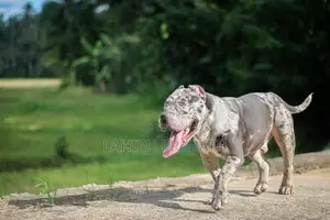 American Bully Dog