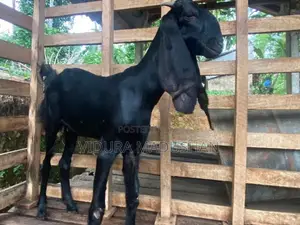 Farm Goat