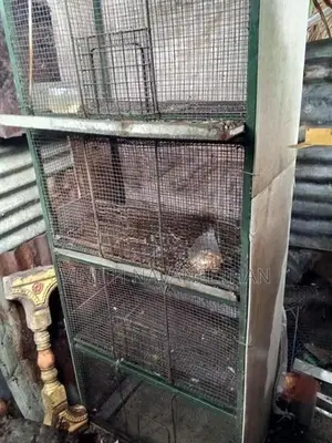 புறா கூடு